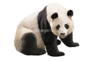 動物のイラスト パンダ イラスト の画像素材 生き物 イラスト Cgのイラスト素材ならイメージナビ