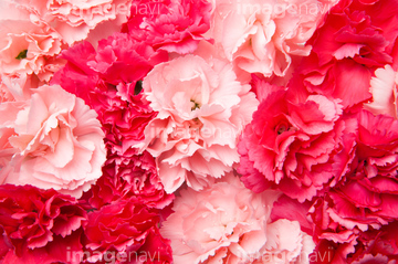 カーネーション ピンク色 の画像素材 花 植物の写真素材ならイメージナビ