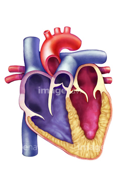心臓 の画像素材 イラスト Cgの写真素材ならイメージナビ