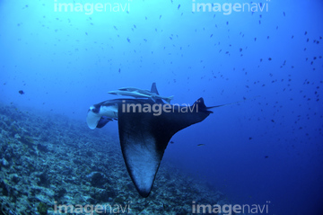 エイ 多い 綺麗 の画像素材 魚類 生き物の写真素材ならイメージナビ