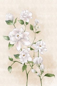 ハーブ ジャスミン ロイヤリティフリー イラスト の画像素材 その他植物 花 植物のイラスト素材ならイメージナビ