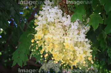 ゴールデンシャワー ツリー の画像素材 花 植物の写真素材ならイメージナビ