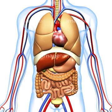 膀胱 医療 副腎 人体解剖学 横隔膜 の画像素材 医療 イラスト Cgの写真素材ならイメージナビ
