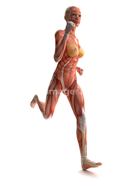 筋肉 ｃｇ 女性 骨格筋 の画像素材 イラスト Cgの写真素材ならイメージナビ