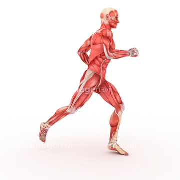 走る 男性 筋肉 横紋筋 の画像素材 ライフスタイル イラスト Cgの写真素材ならイメージナビ