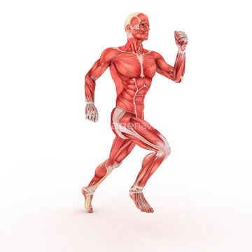 人物のイラスト 人体図 全身 筋肉 の画像素材 イラスト Cgのイラスト素材ならイメージナビ