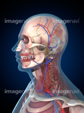 顔 人体解剖学 横顔 の画像素材 イラスト Cgの写真素材ならイメージナビ