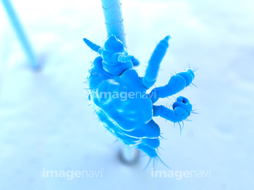 陰毛 の画像素材 体のパーツ 人物の写真素材ならイメージナビ