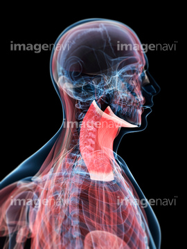 広頚筋 の画像素材 イラスト Cgの写真素材ならイメージナビ