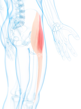 大腿筋膜張筋 の画像素材 イラスト Cgの写真素材ならイメージナビ