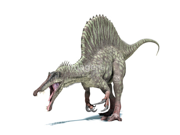 恐竜 スピノサウルス ロイヤリティフリー の画像素材 生き物 イラスト Cgの写真素材ならイメージナビ