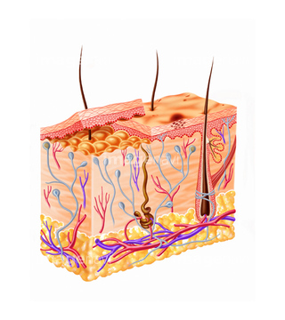 皮膚 断面図 真皮 の画像素材 科学 テクノロジーの写真素材ならイメージナビ