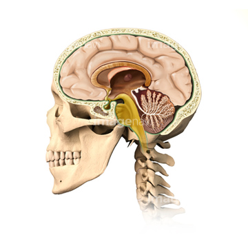 頭部 断面図 の画像素材 科学 テクノロジーの写真素材ならイメージナビ