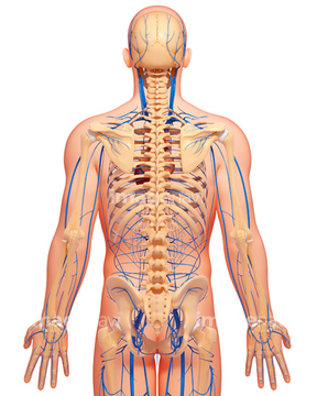後ろ姿 人体解剖学 骸骨 背中 イラスト の画像素材 イラスト Cgのイラスト素材ならイメージナビ