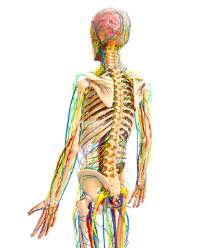 人体 背中 動脈 骸骨 肩甲骨 の画像素材 医療 イラスト Cgの写真素材ならイメージナビ