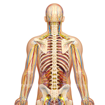 人体 背中 動脈 骸骨 の画像素材 医療 イラスト Cgの写真素材ならイメージナビ