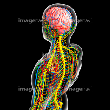 男性 俯瞰 背中 人体解剖学 の画像素材 医療 イラスト Cgの写真素材ならイメージナビ