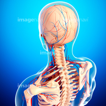 男性 俯瞰 背中 人体解剖学 の画像素材 医療 イラスト Cgの写真素材ならイメージナビ