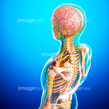 男性 俯瞰 背中 人体解剖学 の画像素材 医療 イラスト Cgの写真素材ならイメージナビ