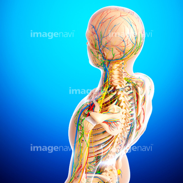 男性 俯瞰 背中 人体解剖学 の画像素材 医療 イラスト Cgの写真素材ならイメージナビ