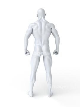 後ろ姿 人体解剖学 たくましい 筋肉質 イラスト の画像素材 医療 イラスト Cgのイラスト素材ならイメージナビ