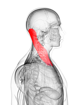 胸鎖乳突筋 の画像素材 イラスト Cgの写真素材ならイメージナビ