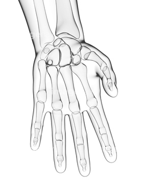 手 人体解剖学 手根骨 指骨 骸骨 の画像素材 イラスト Cgの写真素材ならイメージナビ