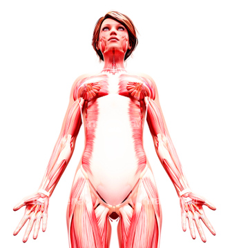 女性 筋肉 下肢の筋肉 前向き の画像素材 イラスト Cgの写真