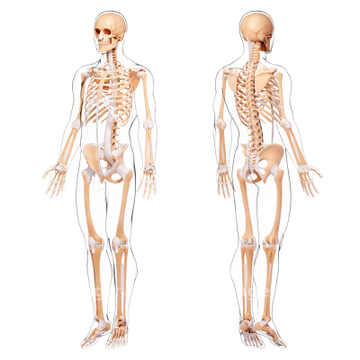 骸骨 全身 椎骨 人体解剖学 の画像素材 イラスト Cgの写真素材ならイメージナビ