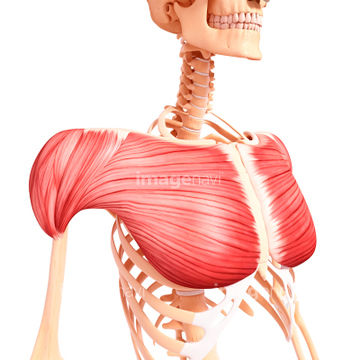 大胸筋 三角筋 人体解剖学 の画像素材 イラスト Cgの写真素材ならイメージナビ