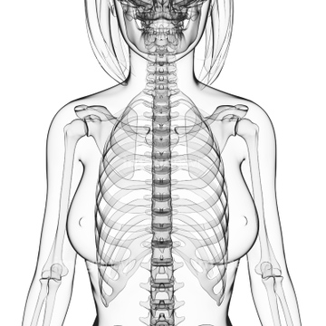 鎖骨 女性 背骨 の画像素材 イラスト Cgの写真素材ならイメージナビ