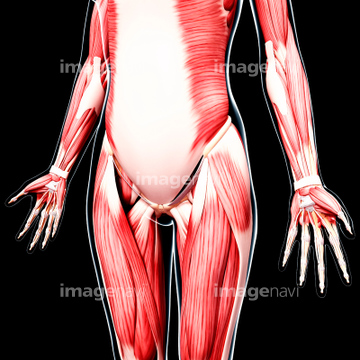 脇腹 人体解剖学 の画像素材 体のパーツ 人物の写真素材ならイメージナビ