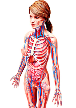 女性器 人体解剖学 女性 下半身 胸骨 の画像素材 医療 イラスト Cgの写真素材ならイメージナビ
