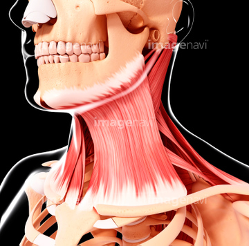 広頚筋 胸鎖乳突筋 の画像素材 イラスト Cgの写真素材ならイメージナビ
