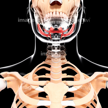 骸骨 鎖骨 歯 たくましい の画像素材 イラスト Cgの写真素材ならイメージナビ