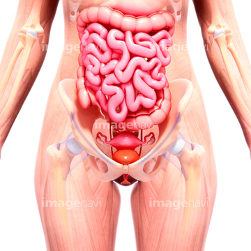 女性器 膀胱 人体解剖学 の画像素材 イラスト Cgの写真素材ならイメージナビ