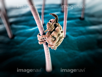 陰毛 の画像素材 体のパーツ 人物の写真素材ならイメージナビ