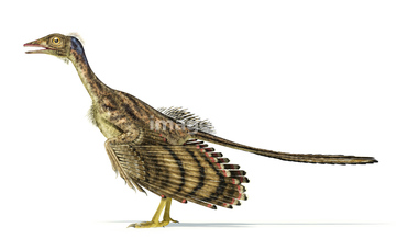 始祖鳥 の画像素材 生き物 イラスト Cgの写真素材ならイメージナビ
