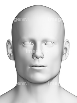 人物のイラスト 顔 人体解剖学 立体 頭部 の画像素材 イラスト Cgのイラスト素材ならイメージナビ