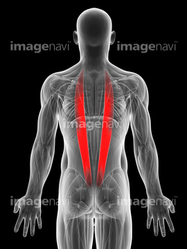 背骨 脊柱起立筋 ロイヤリティフリー の画像素材 イラスト Cgの写真素材ならイメージナビ