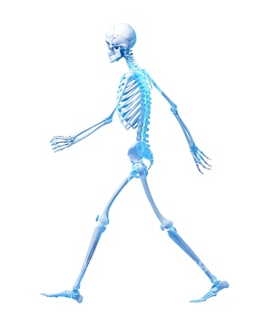 骨 全身 人 歩く の画像素材 医療 イラスト Cgの写真素材ならイメージナビ