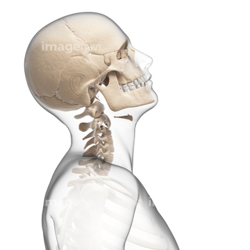 首 後ろ 人体解剖学 頭蓋骨 の画像素材 医療 イラスト Cgの写真素材ならイメージナビ