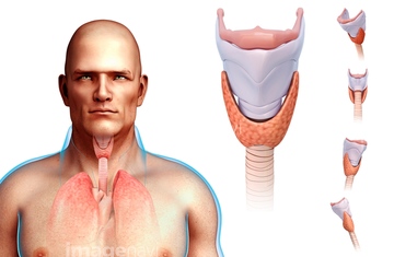 喉仏 人体解剖学 の画像素材 人物 イラスト Cgの写真素材ならイメージナビ