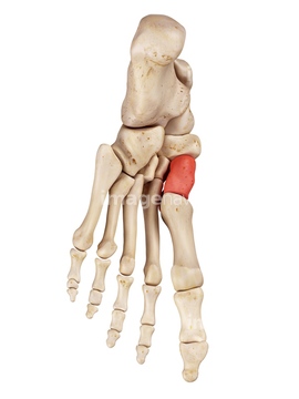足骨 内側楔状骨 の画像素材 医療 イラスト Cgの写真素材ならイメージナビ