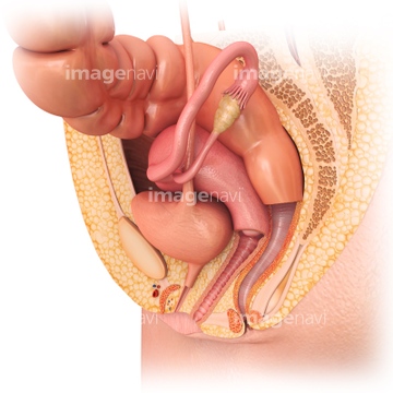 女性器 医学 膀胱 の画像素材 イラスト Cgの写真素材ならイメージナビ