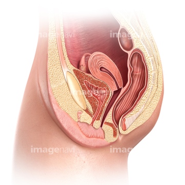 女性器 カラーイメージ 繁殖 健康的 立体 の画像素材 イラスト Cgの写真素材ならイメージナビ