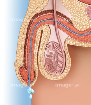 男性器 人体解剖学 青色 立体的 の画像素材 イラスト Cgの写真素材ならイメージナビ