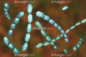 軟性下疳菌 の画像素材 医療 イラスト Cgの写真素材ならイメージナビ