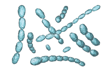 軟性下疳菌 の画像素材 医療 イラスト Cgの写真素材ならイメージナビ
