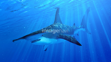サメ イラスト シュモクザメ の画像素材 生き物 イラスト Cgのイラスト素材ならイメージナビ